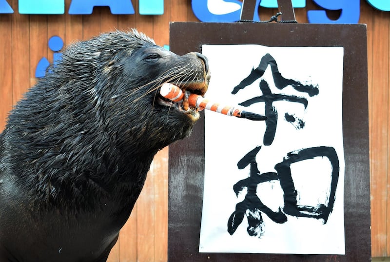 Sea lion 'Leo' poses after writing the characters for the new era name "Reiwa" during a performance for assembled journalists and park visitors, at Hakkeijima Sea Paradise in Yokohama, suburban Tokyo. AFP