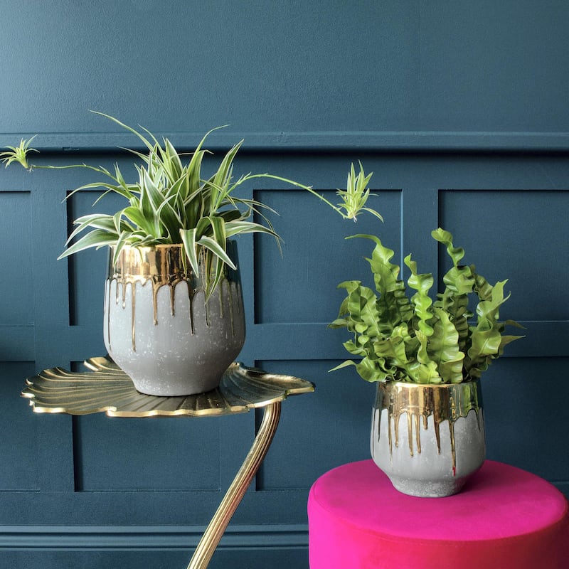 In a bid to bring the outdoors in and keep homes germ-free, consider air-purifying plants and stick them in decorative holders. Photo: Audenza 
