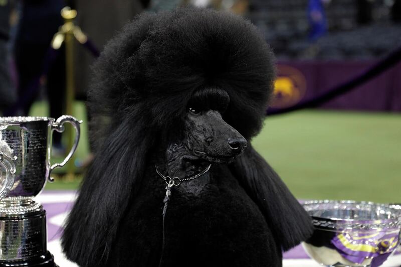 Best in show: A standard poodle named Siba sits next to the trophy and ribbon after being named Best in Show on the final night of the 2020 Westminster Kennel Club Dog Show. EPA