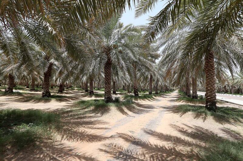 Date palms at Al Dahra farm in Al Ain. The UAE’s production of the plants is a success story in the region. Pawan Singh / The National