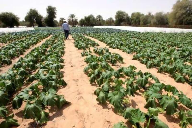 A farm in the Western Region of the UAE. Farmers in the Gulf will soon get hourly weather updates to help them save water. Jeffrey E Biteng / The National