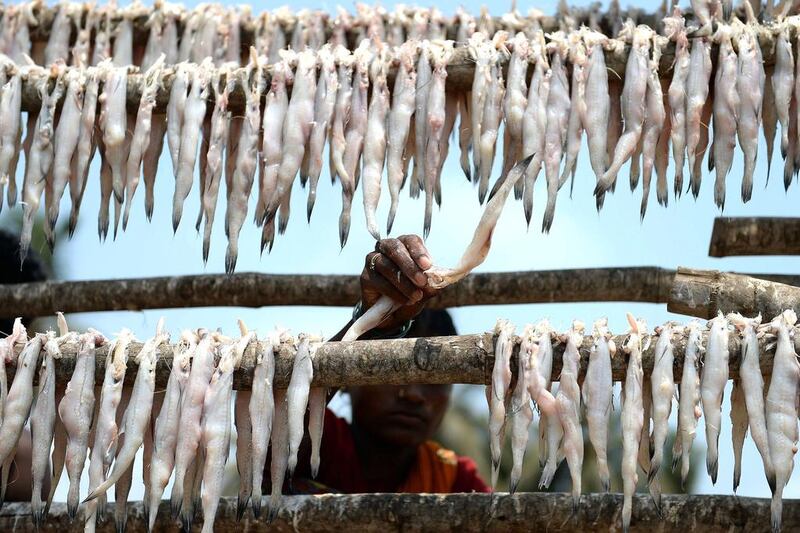 A migrant Indian labourer hangs “Bombay Duck” fish to dry in the open. Indranil Mukherjee / AFP