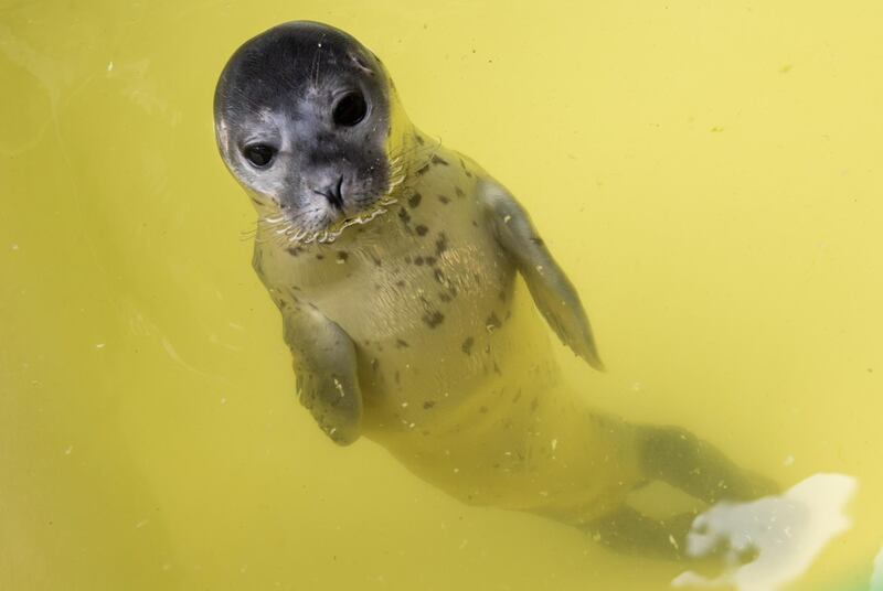 A seal pup swim in a pool in the shelter for abandoned seals in Norddeich, northern Germany. The shelter houses pups that were found along North Sea beaches. EPA
