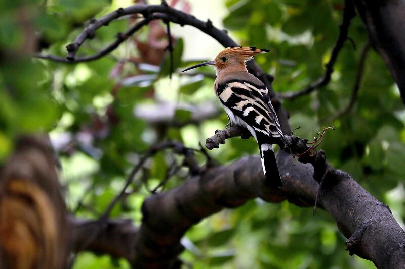 A hoopoe perches on a tree in woods near Lebanon's northern coastal city of Byblos. AFP