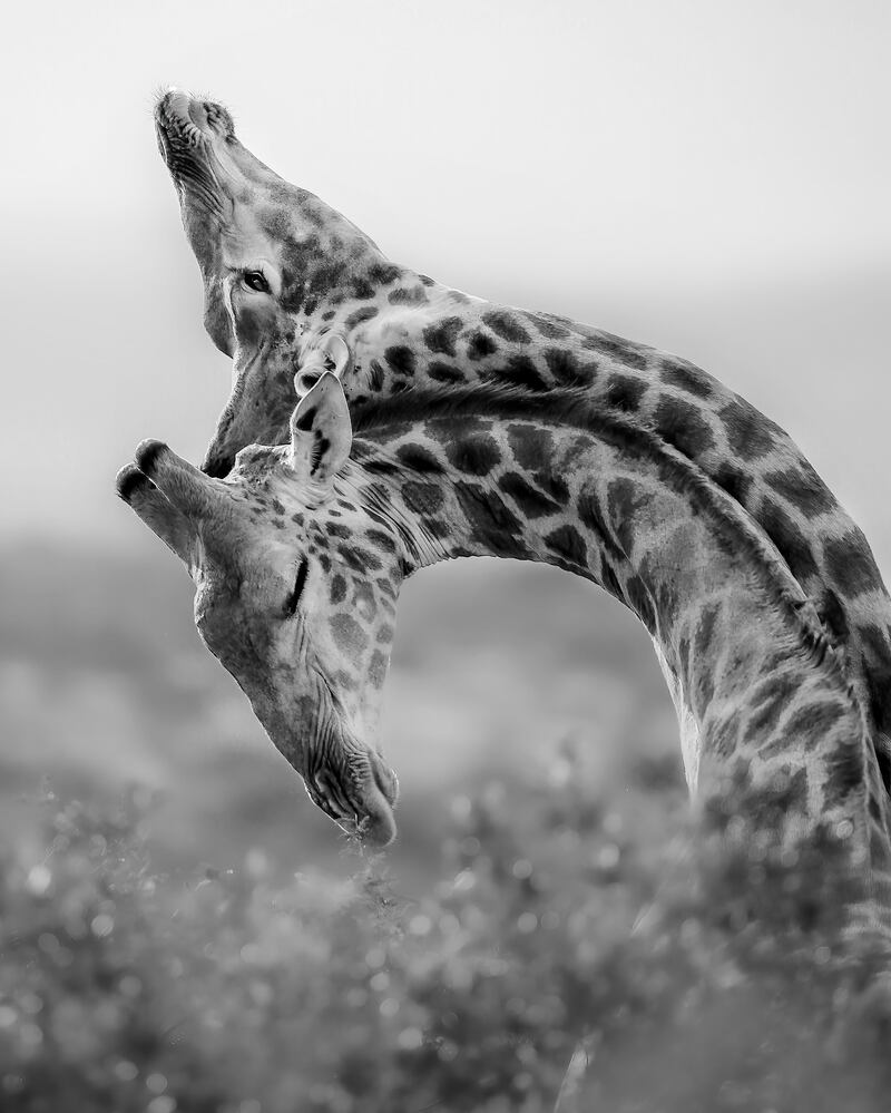 Honourable Mention, Wildlife, Torie Hilley, US. Two young bull giraffes fighting in South Africa.
