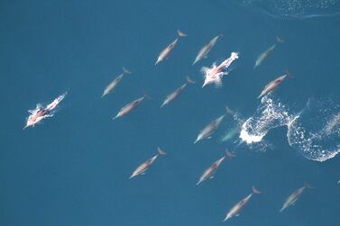 A pod of dolphins off the coast of Fujairah are recorded during an aerial survey conducted by Five Oceans, Al Mayya Sanctuary and in co-operation with Fujairah Port. Courtesy The Fujairah Whale and Dolphin Research Project