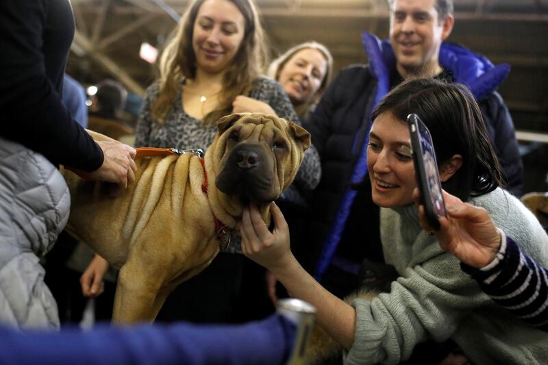 Nala, a Chinese Shar-Pei, at the AKC Meet the Breeds event. Photo: Reuters