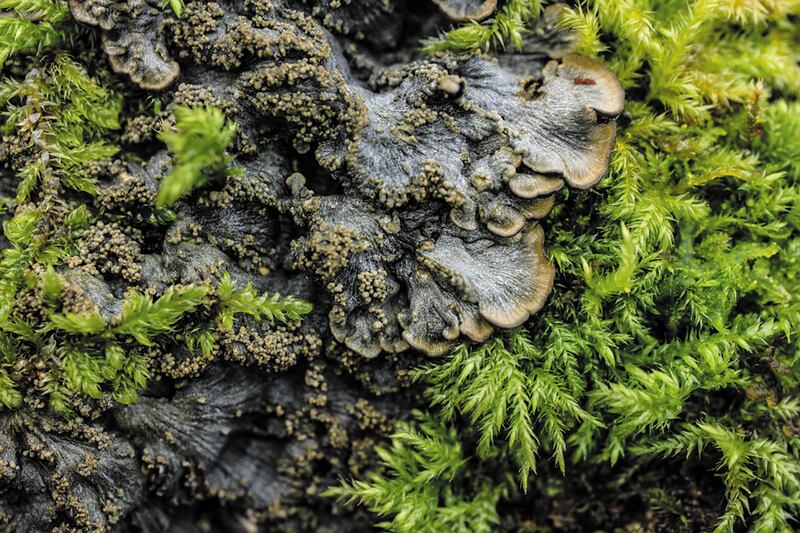 Degelia atlantica, a lichen found in the very wettest parts of Britain's hyper-oceanic zone, resembles a cluster of scallop shells, forming a velvety grey mat over branches 