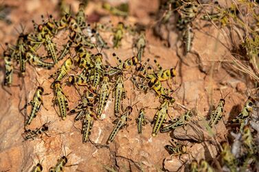 Wingless young desert locusts gather in the semi-autonomous Puntland region of Somalia. AP Photo