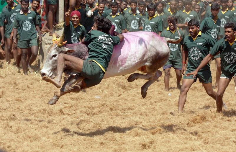 Men try to tame a bull at a traditional bull taming festival called "Jallikattu" in Palamedu near Madurai, India. AFP Photo