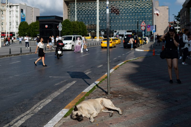 The arguments grew more urgent with the emergence of an app called Havrita – made up of the words 'woof' and 'map' in Turkish – which allowed users to report the exact location of strays. Dogs began dying in droves after Havrita's launch in May.