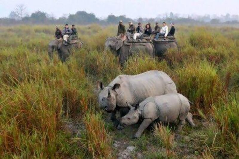 Tourists riding on elephants photograph a rhinoceros with her calf at the Kaziranga National Park, in India's north-east state of Assam. Devastating flooding has killed about 600 animals in the region's largest wildlife park, including two one-horned rhino calves.