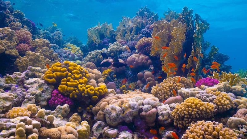 The Red Sea Project offers access to a unique underwater world, home to some of the world’s few remaining thriving coral reefs. Courtesy The Red Sea Development Company