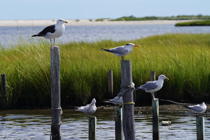 Birds rest on posts jutting out of the Chesapeake Bay. Tangier Island is home to dozens of bird species. 