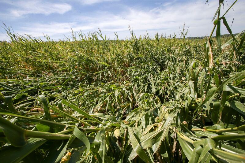 FILE - In this Aug. 20, 2020 file photo, damaged corn is seen near Mount Vernon, Iowa.  The U.S. Department of Agriculture said Friday, Oct. 10 that the number of crop acres that Iowa farmers are unable to harvest has grown to 850,000 from estimates last month that 550,000 acres were lost because of the storm, known as a derecho.  (Rebecca F. Miller/The Gazette via AP, File)