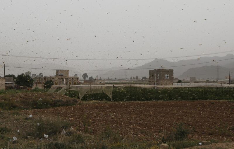 Swarms of desert locusts fly around a farm.