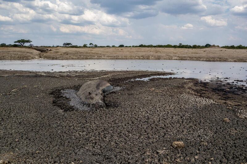 A hippo stuck in the mud at a drying watering hole in the Hwange National Park, in Zimbabwe.  AFP