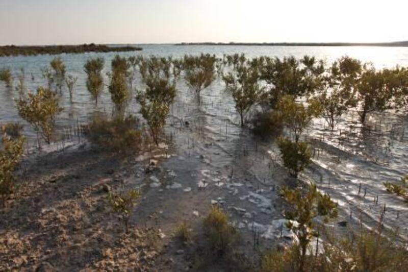 United Arab Emirates - Abu Dhabi - November 24th, 2009:  Mangroves grow of the coast of Fahid Island which has recently been made accessible by the Khalifa Expressway.  (Galen Clarke/The National) *** Local Caption ***  GC01_11242009_FahidIsland.jpg