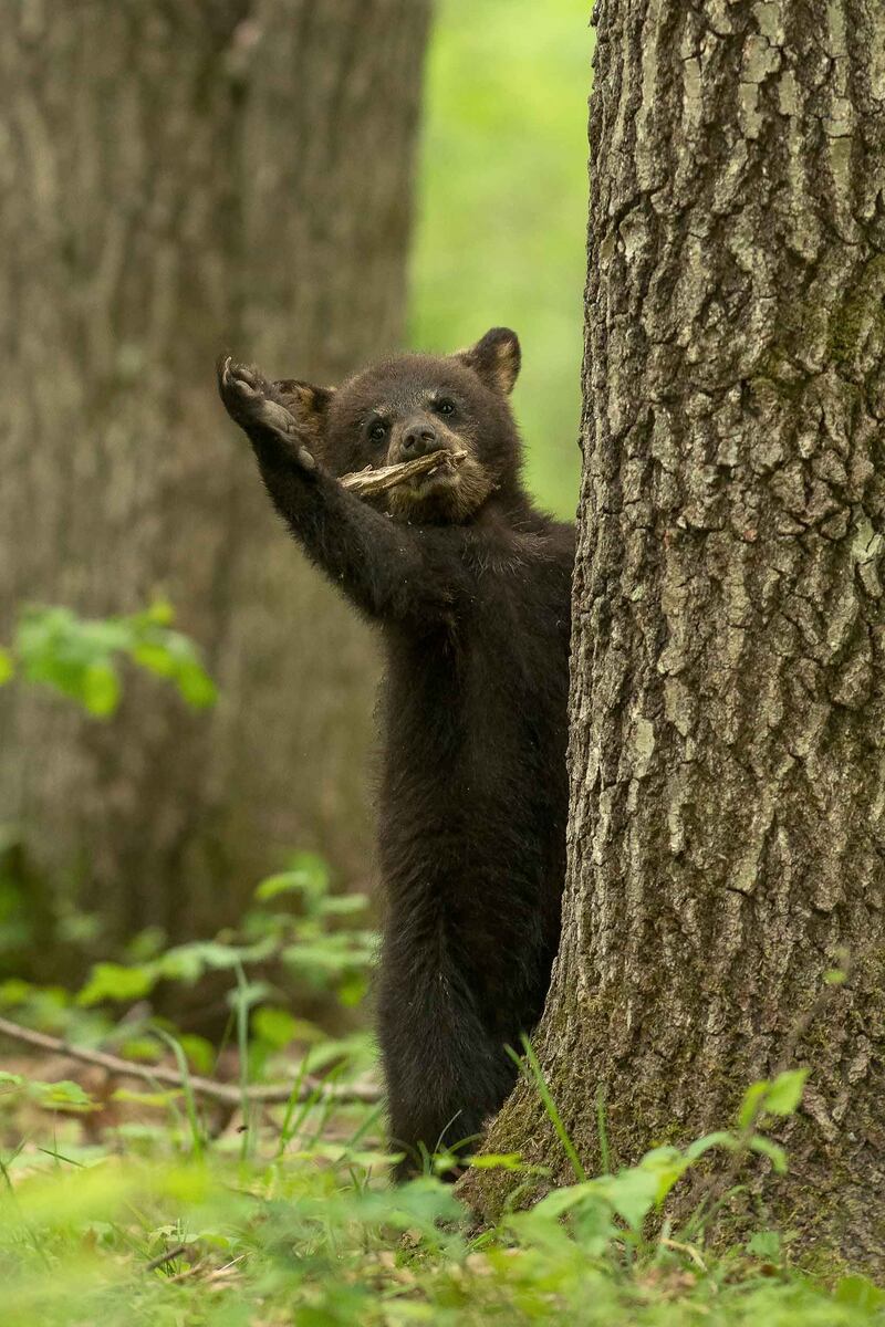 'Curtain Call II'. Taken in Wisconsin, US. Dave Shaffer / Comedy Wildlife 2022