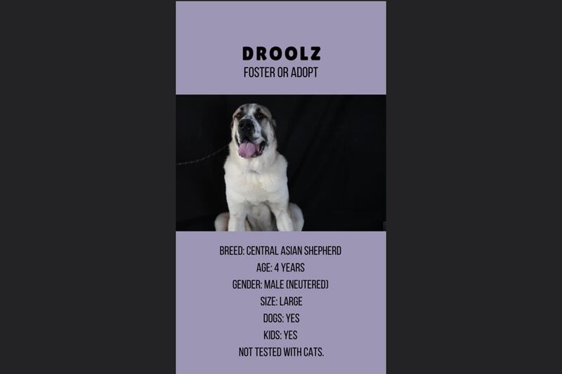 Droolz, 4, male. All photos: Furrballs