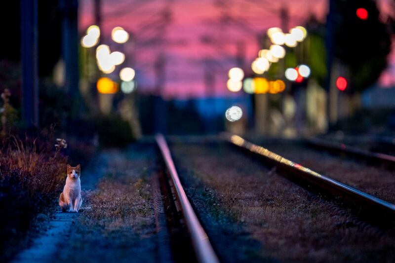 A cat goes for an early morning walk near subway rails in Frankfurt, Germany. AP Photo