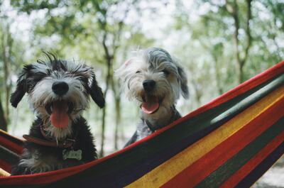 Older dogs fit in much quicker with families as they are house-trained and more relaxed than puppies. Alvan Nee / Unsplash