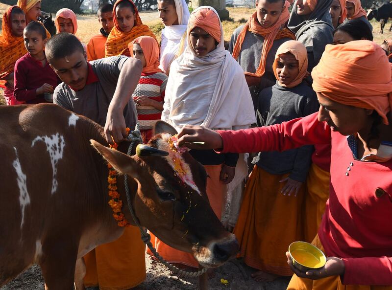 Nepali Hindus worship a cow in Kathmandu. AFP