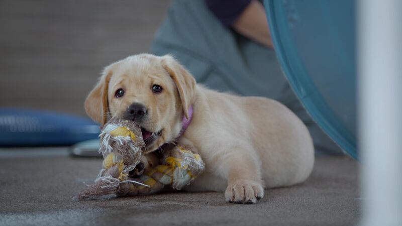 Pick of the Litter. Primrose, Guide Dog Puppy at Guide Dogs for the Blind. Courtesy of Sundance Selects.