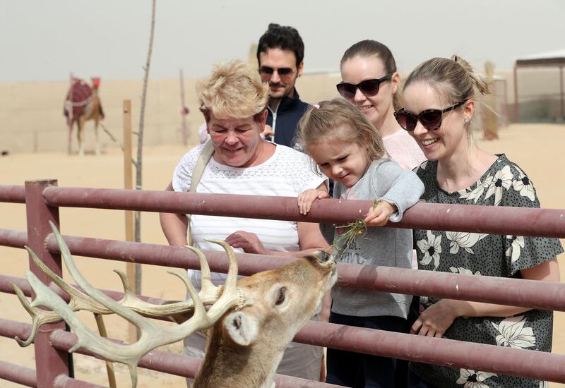 Dubai, United Arab Emirates - January 19, 2019: Melissa 4 feeds the deer. Images of a new tourist attraction in Dubai called The Camel Farm. Saturday, January 19th, 2019. E77, Dubai. Chris Whiteoak/The National