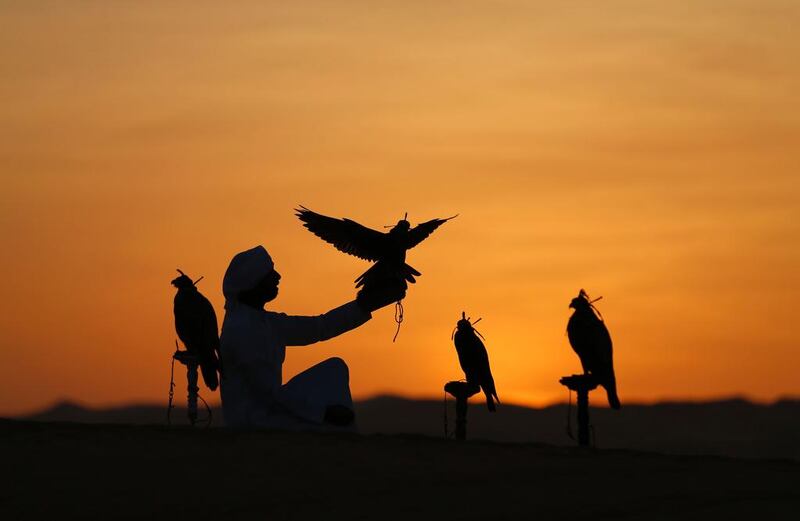 An Emirati from the Qubaisi tribe trains falcons during the Liwa Moreeb Dune Festival.