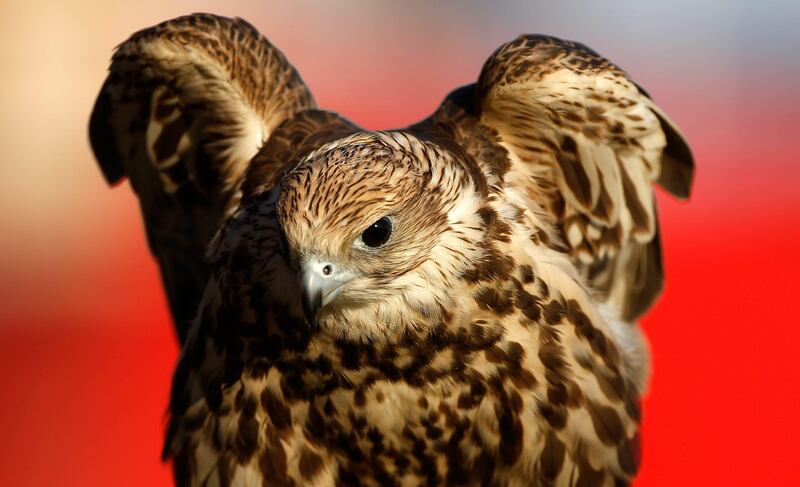 ABU DHABI, UNITED ARAB EMIRATES - JANUARY 20:  A falcon is seen on the 18th green during the final round of the Abu Dhabi HSBC Golf Championship at Abu Dhabi Golf Club on January 20, 2013 in Abu Dhabi, United Arab Emirates.  (Photo by Scott Halleran/Getty Images) *** Local Caption ***  159763083.jpg