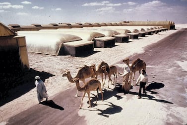 The Arid Lands Research Centre greenhouses on Saadiyat taken at some point during the 1970s. Courtesy Merle Jensen / University of Arizona