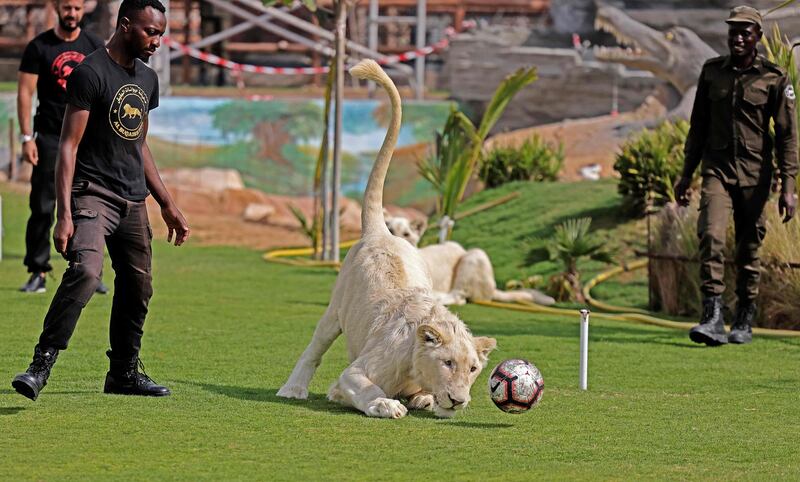 A trainer throws a ball to a white lion, at Al Buqaish private zoo in Sharjah. AFP