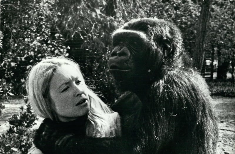 F4FBEX Feb. 24, 1972 - A most incredible relationship: The most incredible relationship between man and beast in the United States, if not the world, is the friendship between animal psychologist Francine ''Penny'' Patterson and ''Koko'', a highly intelligent gorilla. The pair work together continuously in the primate education department of Stanford University in California. Penny has succeeded in teaching the gorilla a vocabulary of over 200 words. This she has done through a series of signs used the deaf and dumb language. She is seen here with ''Koko'' on the University grounds during a break bet. "ZUMA Press, Inc. / Alamy Stock Photo"