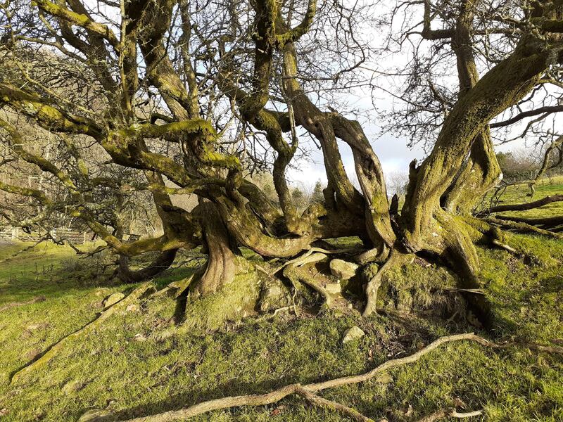 Hedgerow Hawthorn in Colton, Cumbria.