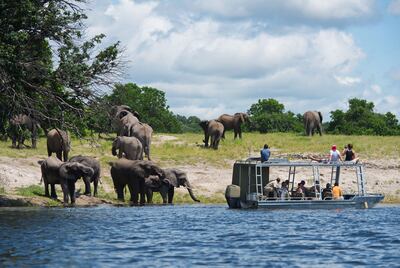 A scene from the Zambezi Queen cruise. Courtesy Zambezi Queen