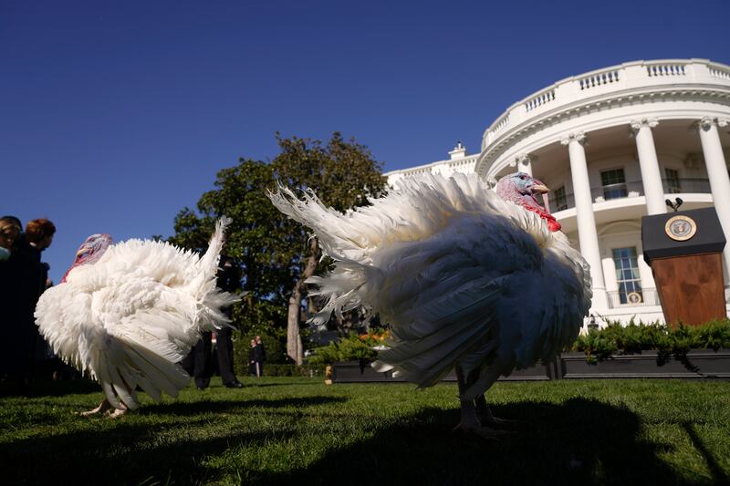 The national Thanksgiving turkeys, Chocolate and Chip. AP