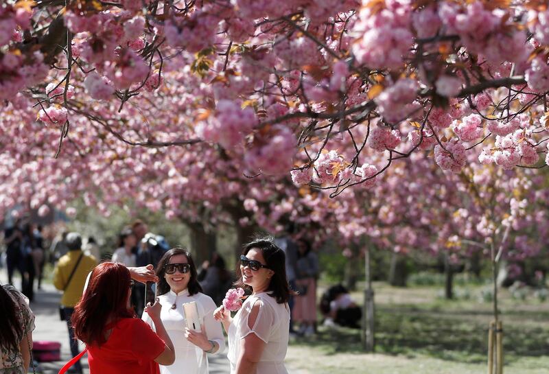 Visitors to Greenwich Park pose for photographs with cherry blossom trees in London. Reuters