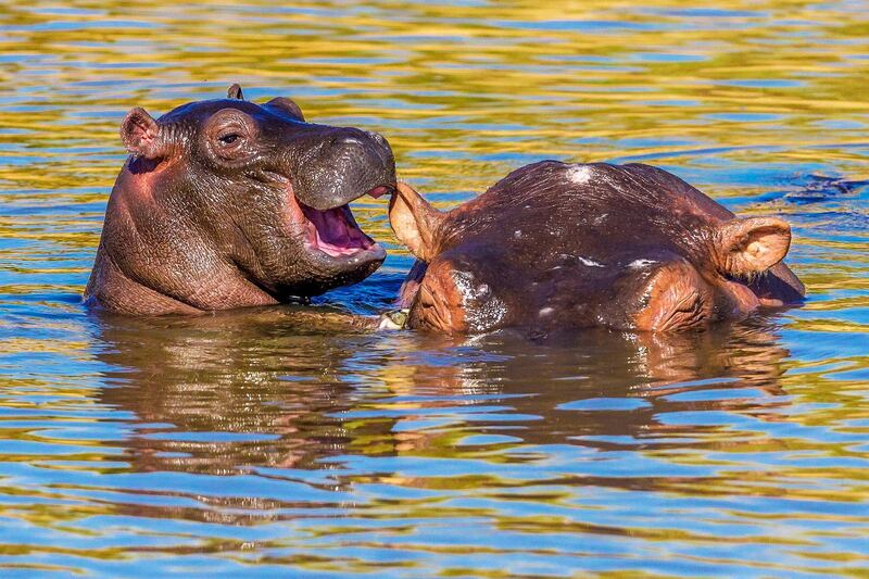 Laughing Hippo. Manoj Shah / Comedy Wildlife Photo Awards 2020