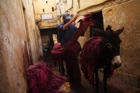 African ban on donkey skin trade can lead wildlife crime crackdown