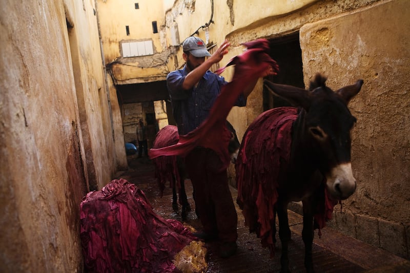Fez, Morocco - August 30, 2009 - A tannery worker stacks dyed sheep skin on a donkey in the world's oldest leather tannery. The hides are first soaked in diluted acidic pigeon excrement and then transferred to other vessels containing vegetable dyes such as henna, saffron and mint (Nicole Hill / The National) *** Local Caption *** NH Tannery31.jpg