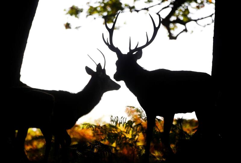 Deer stand in Richmond Park in London. Reuters