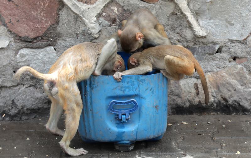 Monkeys drink water from a bucket in scorching heat in New Delhi, India. According to the Indian Meteorological Department, a heatwave will continue in Delhi state and the National Capital Region until Thursday. EPA