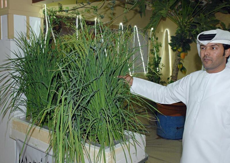 Emirati farmer Saleh Al Mansouri shows visitors at the Liwa Dates Festival the rice he has grown using hydroponic techniques. Wam