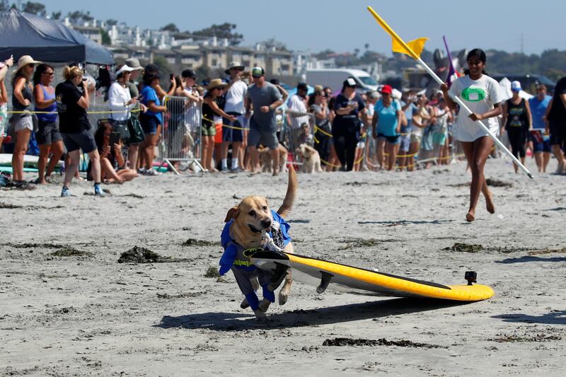 A dog pulls his surfboard to the water to begin his heat during competition at the 14th annual Helen Woodward Animal Center "Surf-A-Thon". Reuters