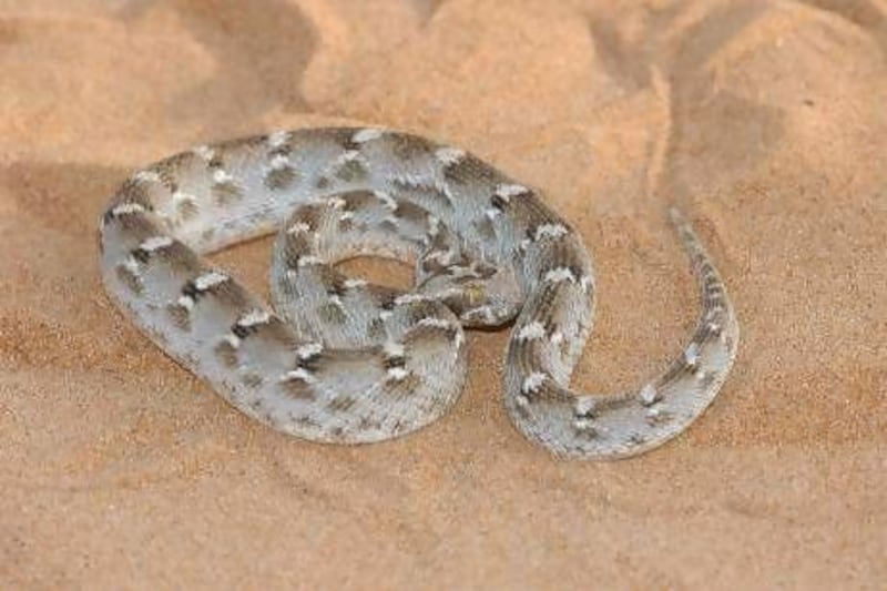 If a saw-scaled viper coils into a horseshoe shape and sounds raspy, consider yourself warned.