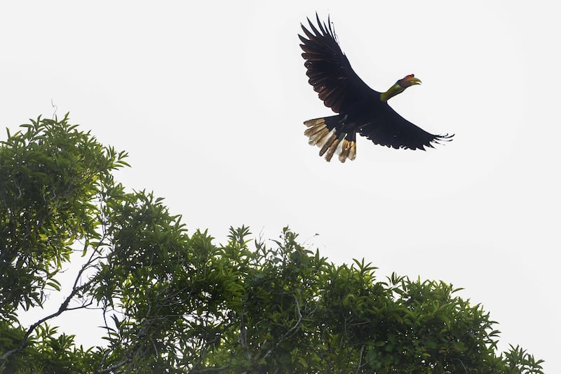 A hornbill flies at Leuser National Park in Bakongan, Southern Aceh province, Indonesia. AFP