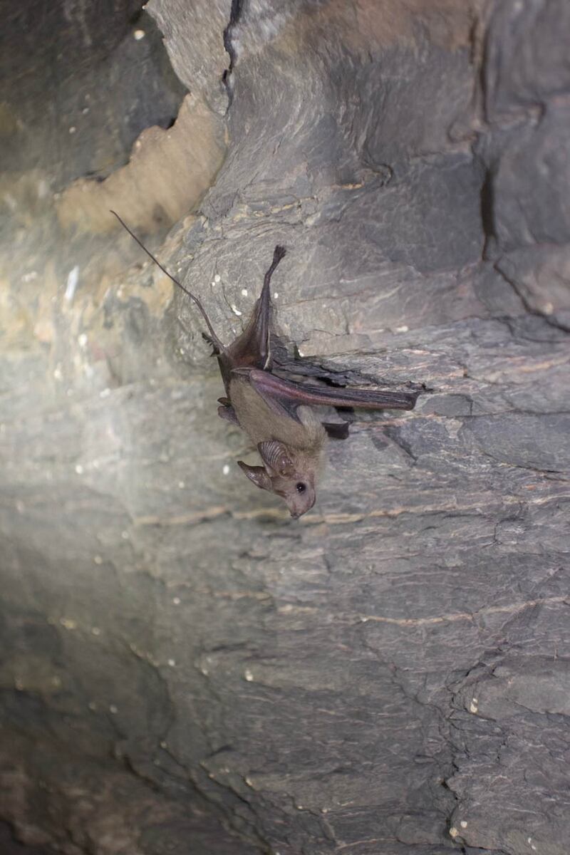 The Muscat mouse-tailed bat (Rhinopoma muscatellum). Photo: Balazs Buzas