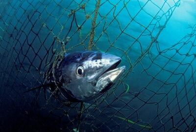 A southern bluefin tuna is caught in an abandoned fishing net. Courtesy: WWF