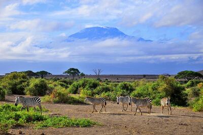 Zebras in front the Mount Kilimanjaro on a beautiful morning, Tanzania, Africa